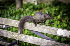 20161104CentralParkSquirrel-Copy