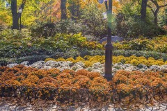 20161104FallFlowers-Copy