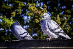 20161104PigeonInThePark