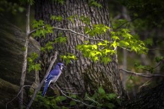 April-29-2017-Abbady-BirdInTheBotanicalGArden