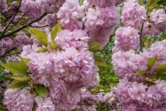 April-29-2017-Abbady-CherryBlossomAtTheBotanicalGArden56