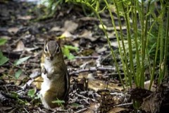 April-29-2017-Abbady-ChipmunkInTheGarden