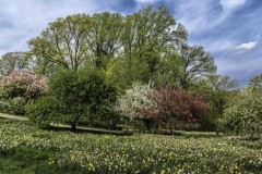 April-29-2017-Abbady-TreesAtTheBotanicalGArden12