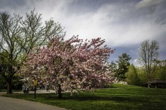 April-29-2017-Abbady-TreesAtTheBotanicalGArden8