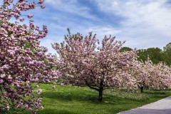 April-29-2017-Abbady-TreesAtTheBotanicalGArden9