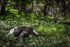 April-29-2017-Abbady-Wood-or-Alligator