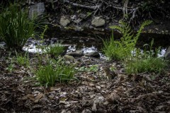 April-29-2017-Abbady-chipmunkAtTheBotanicalGArden38