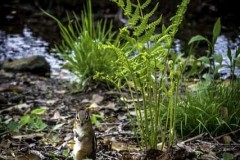 April-29-2017-Abbady-chipmunkAtTheBotanicalGArden39