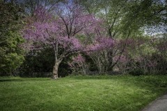 April-29-2017-AbbadyBotanicalGarden10-2