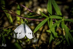 20161014Butterfly