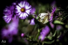 20161014Butterfly21