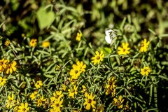 20161014Butterfly3