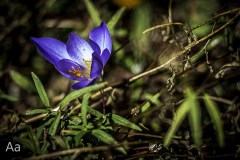 20161014DOFAnotherBlueFlower