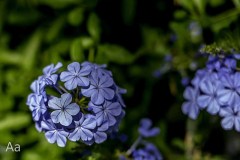 20161014DOFBlueCircleFlower