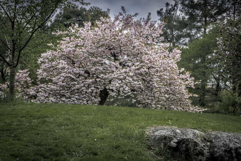 New York Botanical Garden (NYBG)