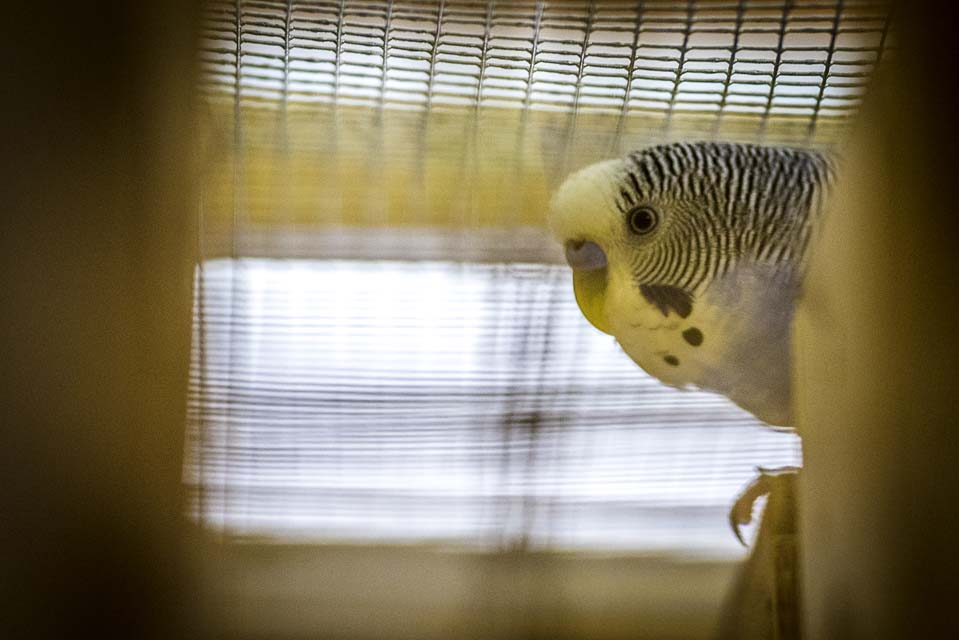 Parakeet an Australian native bird , where they are found in the wild