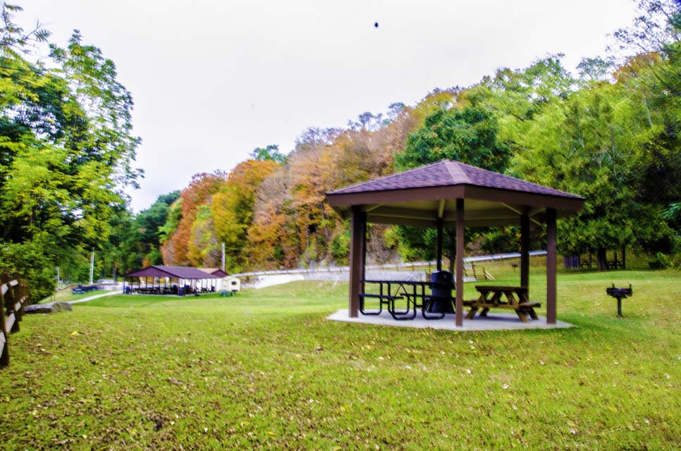 foliage scenic view