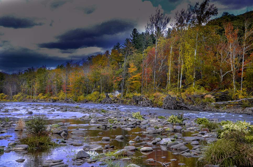 foliage scenic view