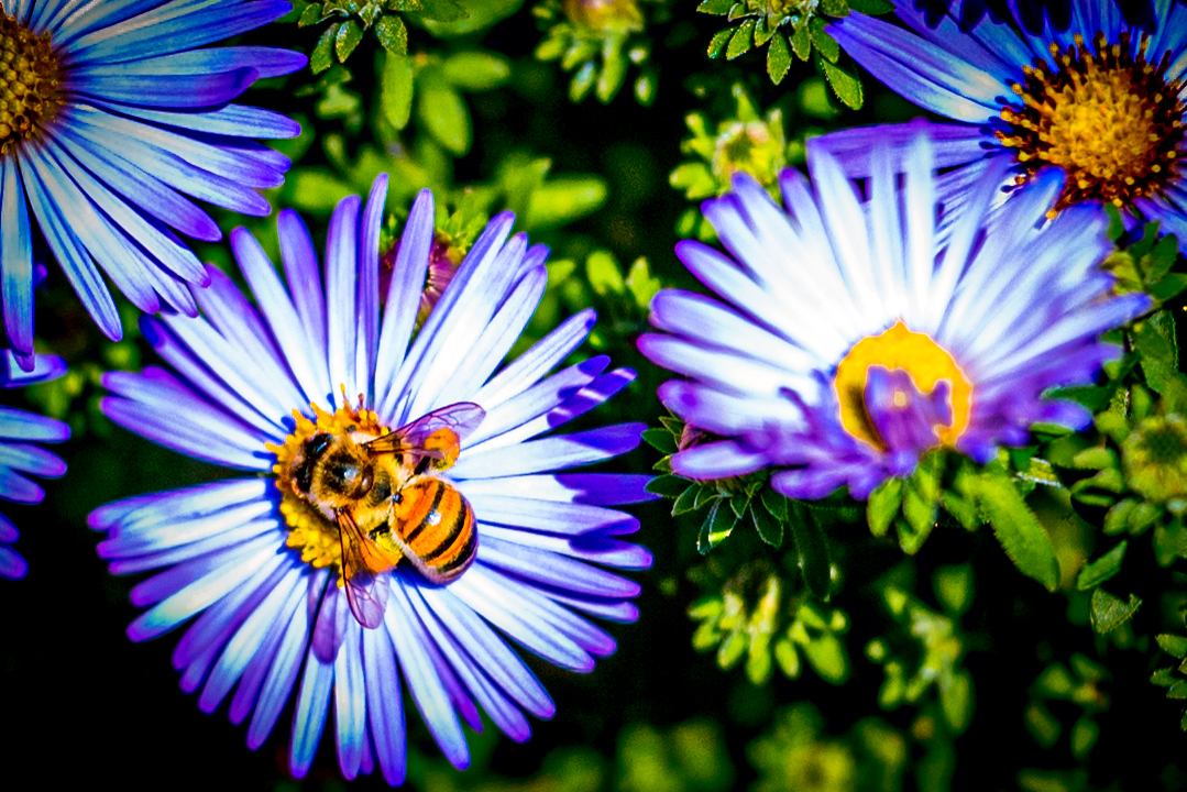 The Buzz about Honey Bees: Exploring the Fascinating World of These Vital Insects