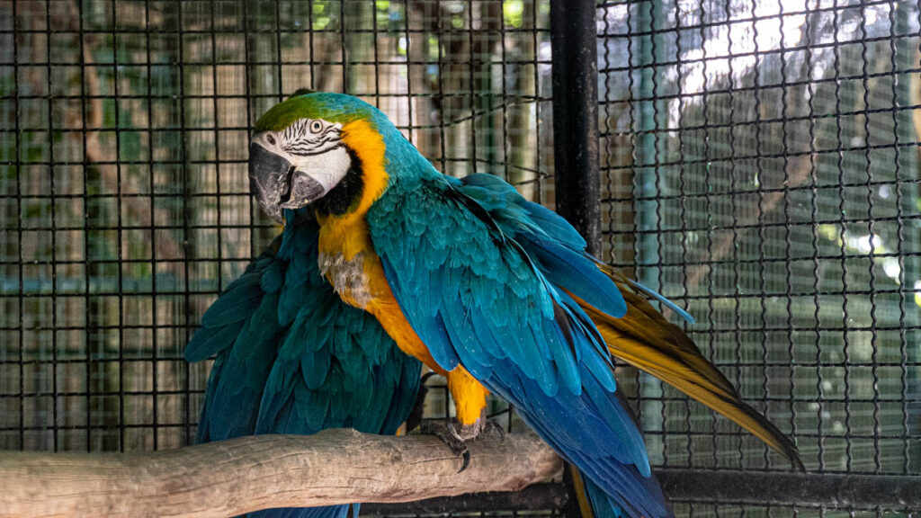 Phuket Bird Park