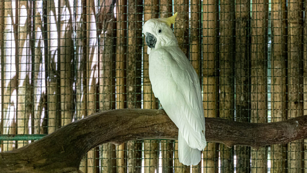 Phuket Bird Park