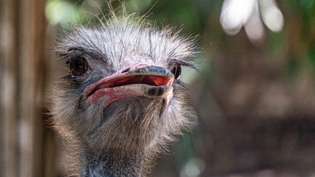 Phuket Bird Park