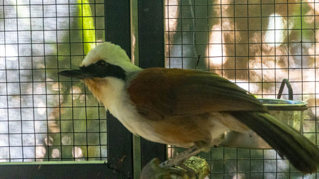 Phuket Bird Park