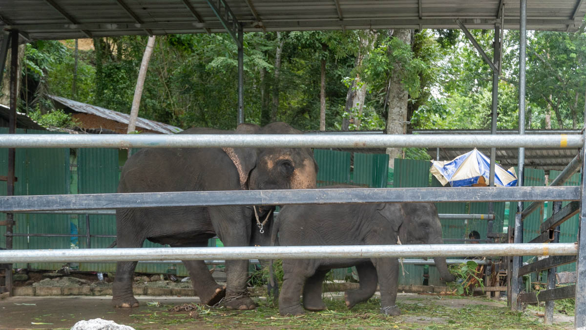 In the Footsteps of Giants: Discovering Phuket’s Elephant Sanctuaries